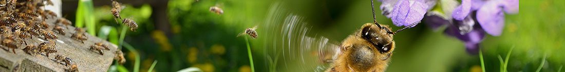 Bees flying around purple flowers